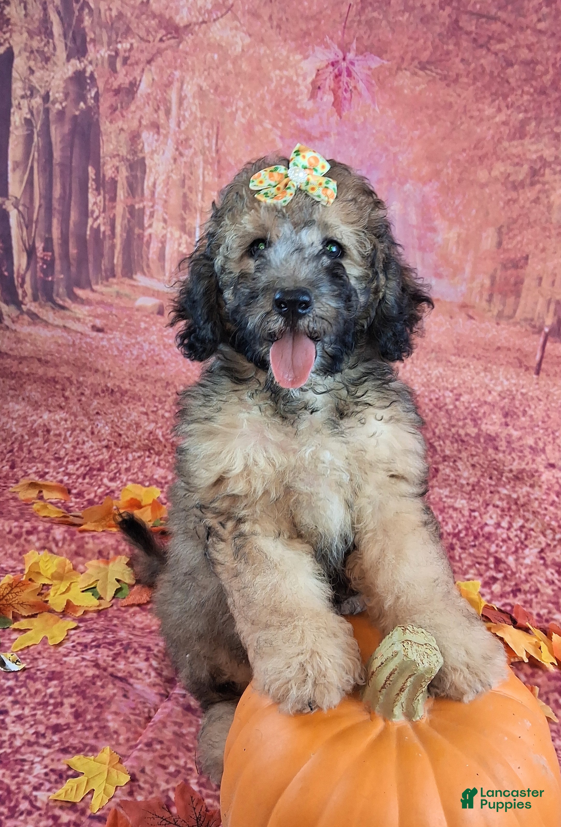 Saint Berdoodles dogs for sale: Stella Bella - Mini Saint Berdoodle - Ad 1
