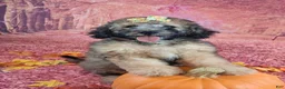 Saint Berdoodles dogs for sale: Stella Bella - Mini Saint Berdoodle - Ad 1