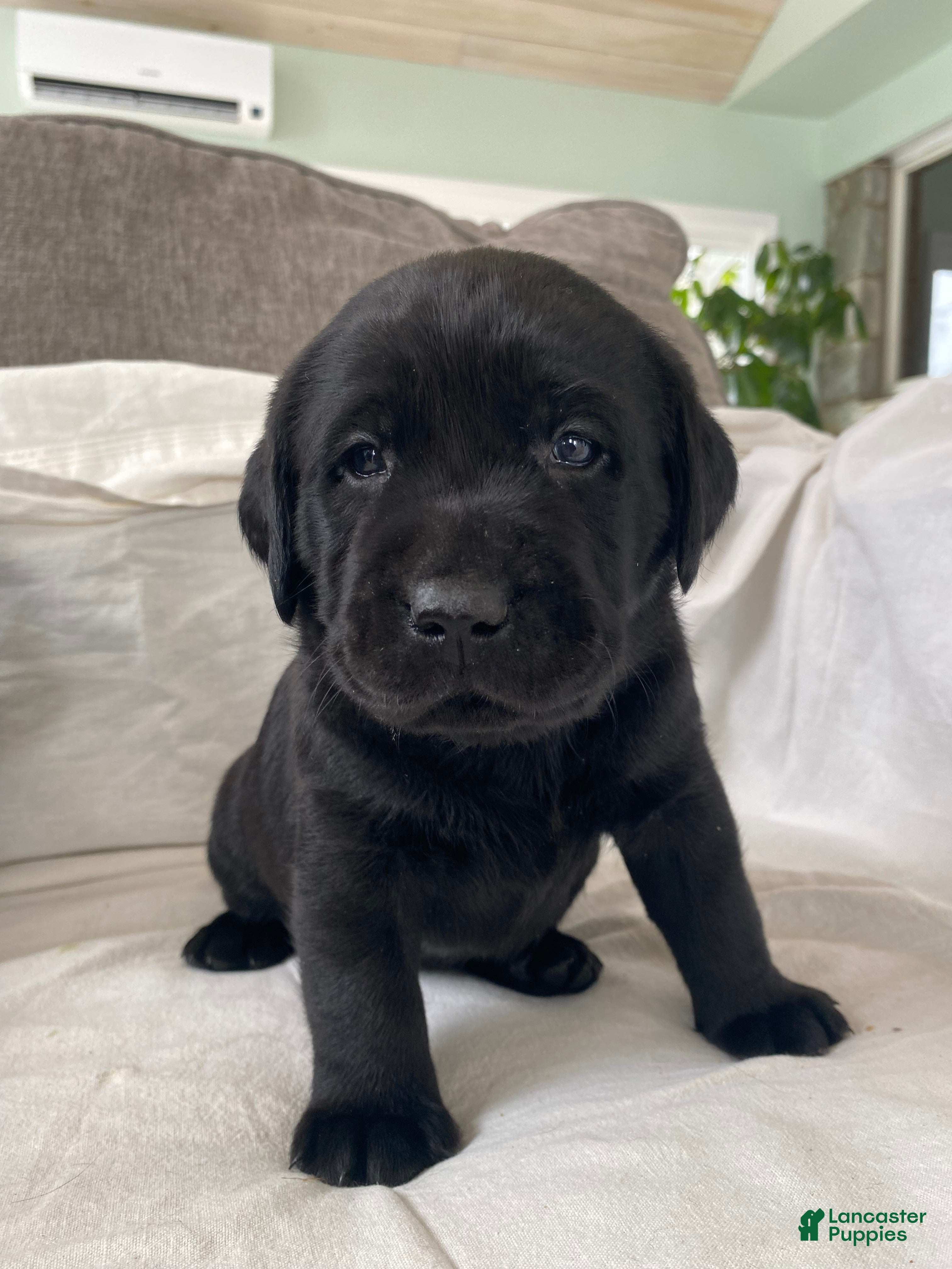 Labrador Retriever dogs Maggie - Ad 1