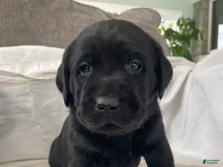 Labrador Retriever dogs for sale: Maggie - Ad 3