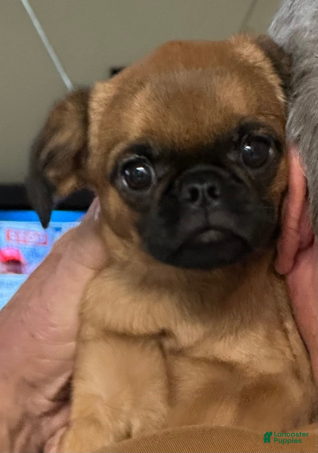 Brussels Griffon dogs for sale: Taffy - Ad 6