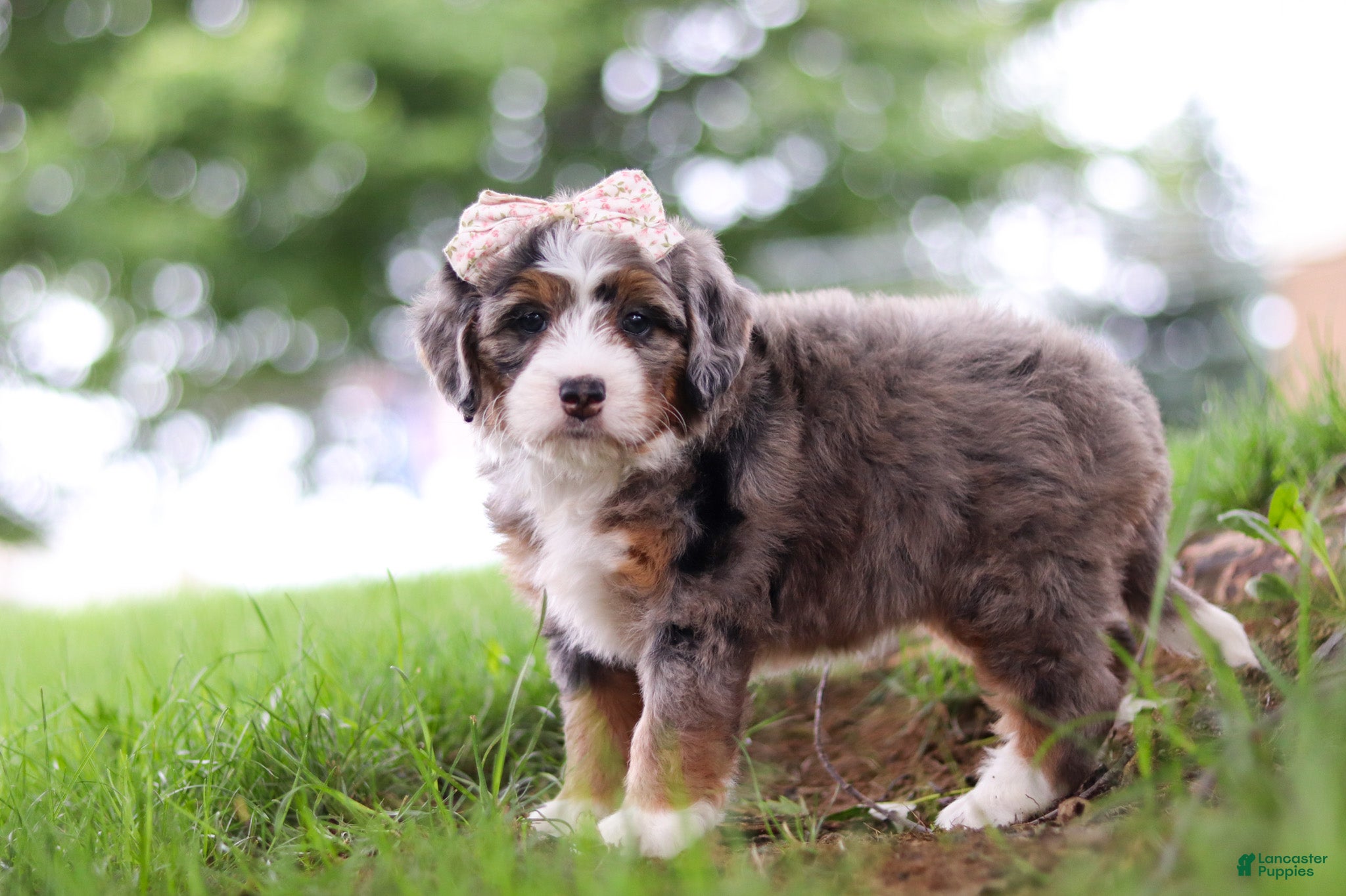 Mini Bernedoodle dogs Pelle - Ad 2