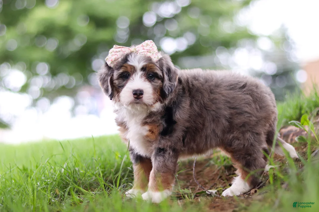 Mini Bernedoodle dogs for sale: Pelle - Ad 2