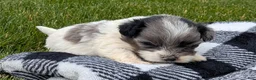 Havapoo dogs for sale: Hero - Ad 4