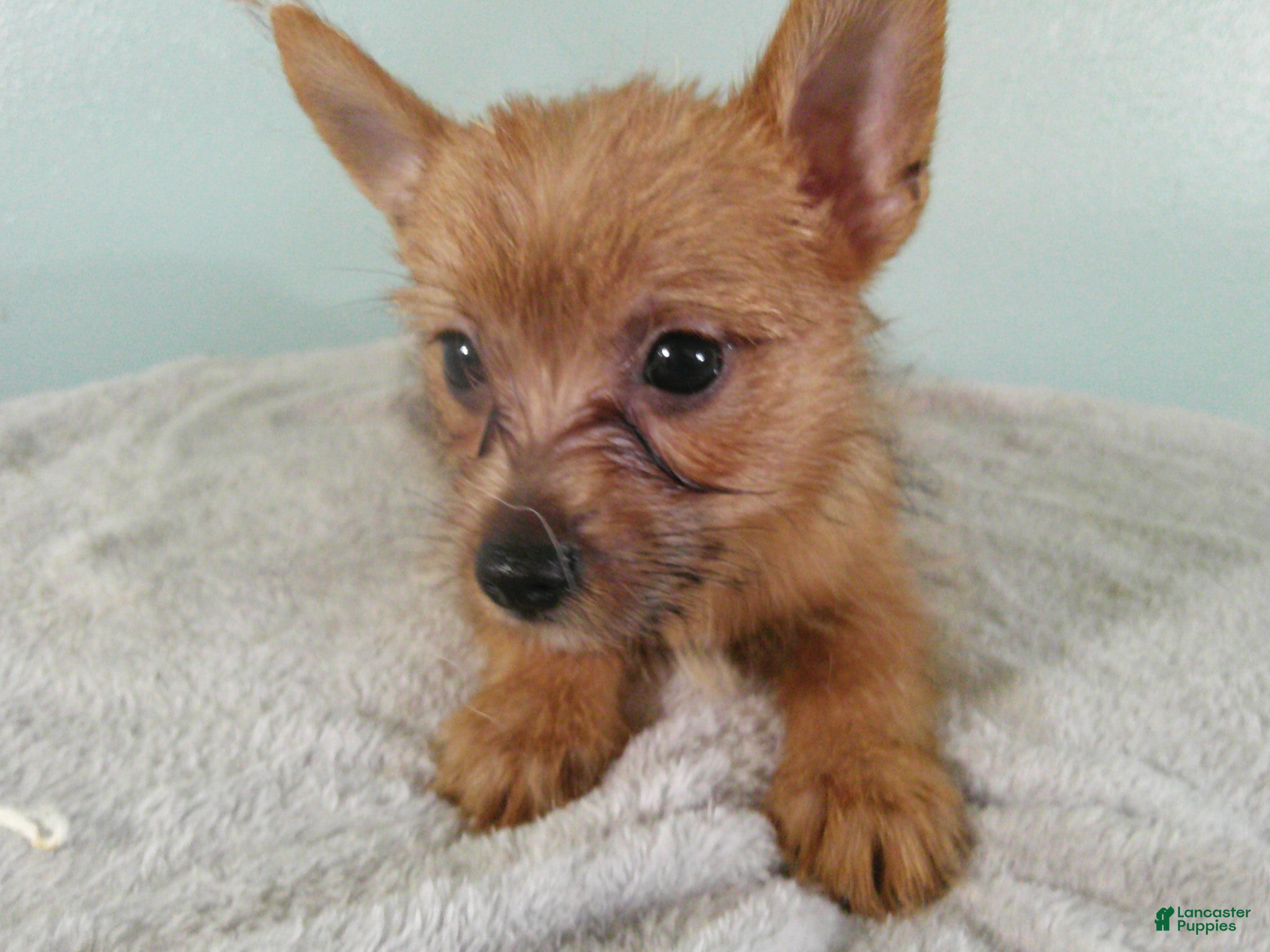 Mixed Breed dogs NOAH - Ad 2