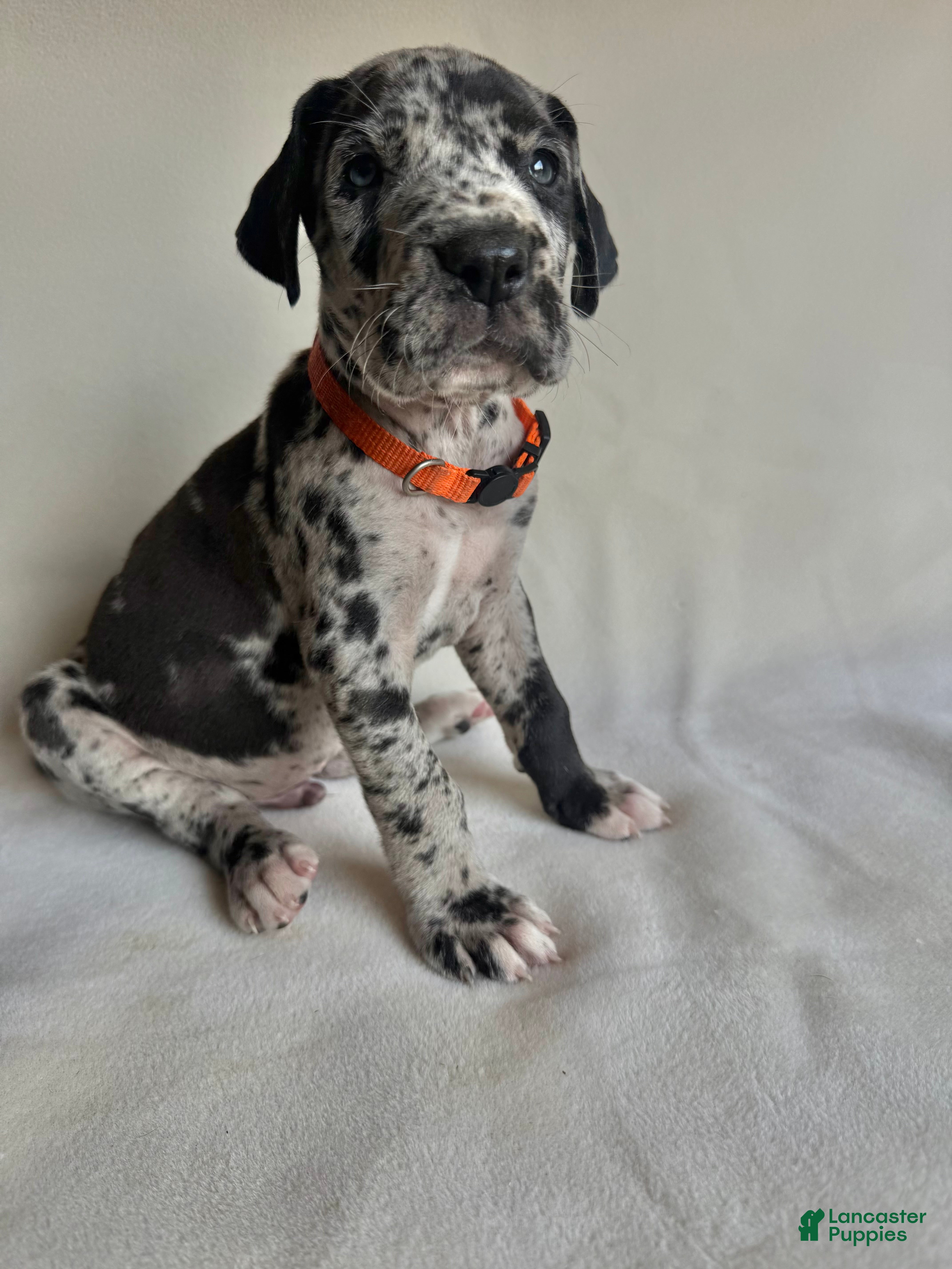 Great Dane dogs Teddy- orange  - Ad 40