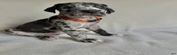 Great Dane dogs for sale: Teddy- orange  - Ad 1