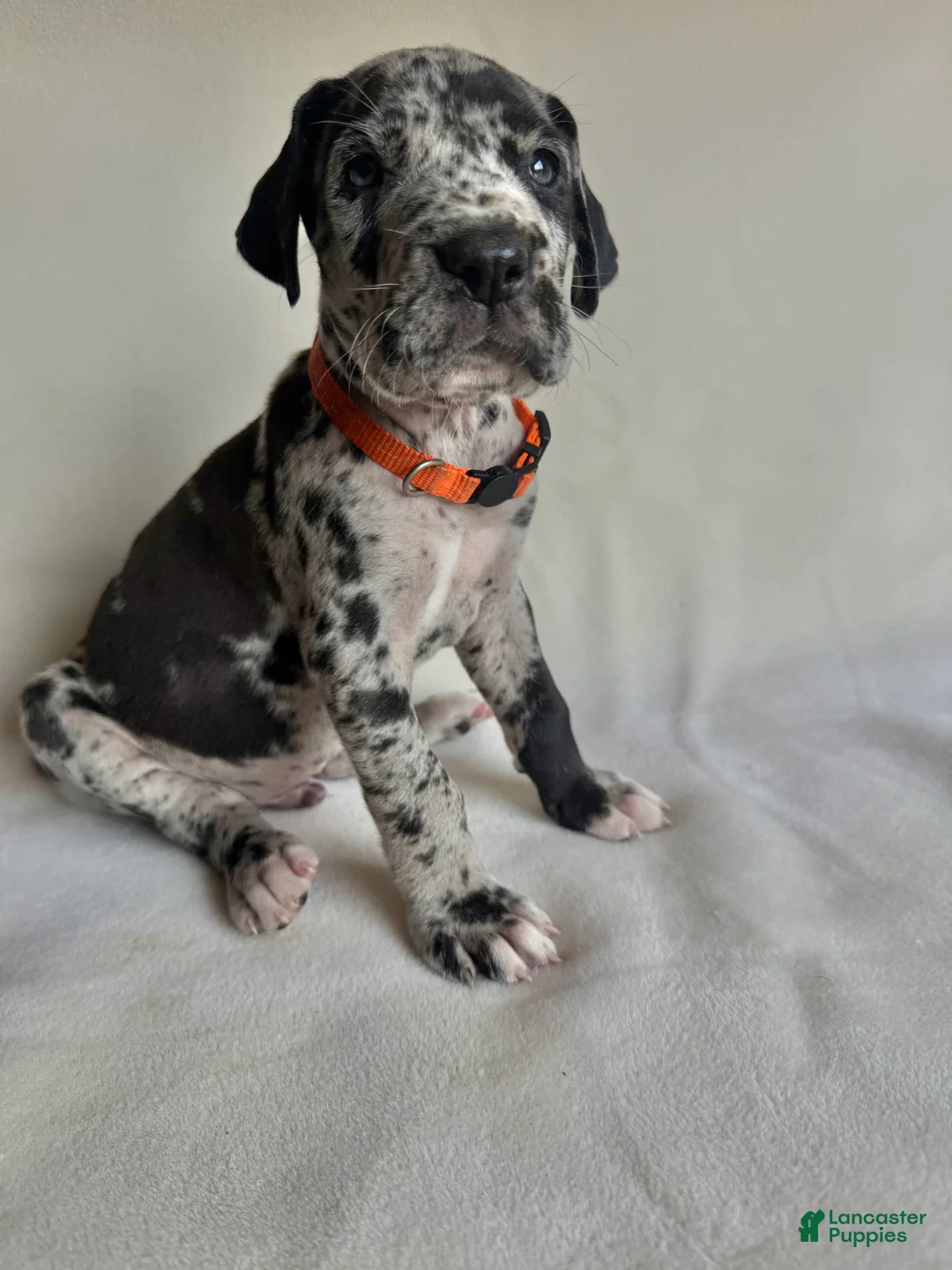 Great Dane dogs for sale: Teddy- orange  - Ad 1