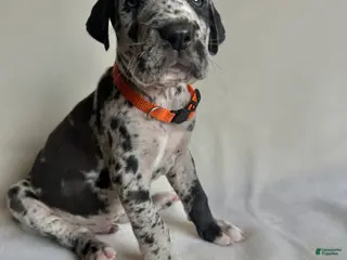 Great Dane dogs Teddy- orange - Ad 41