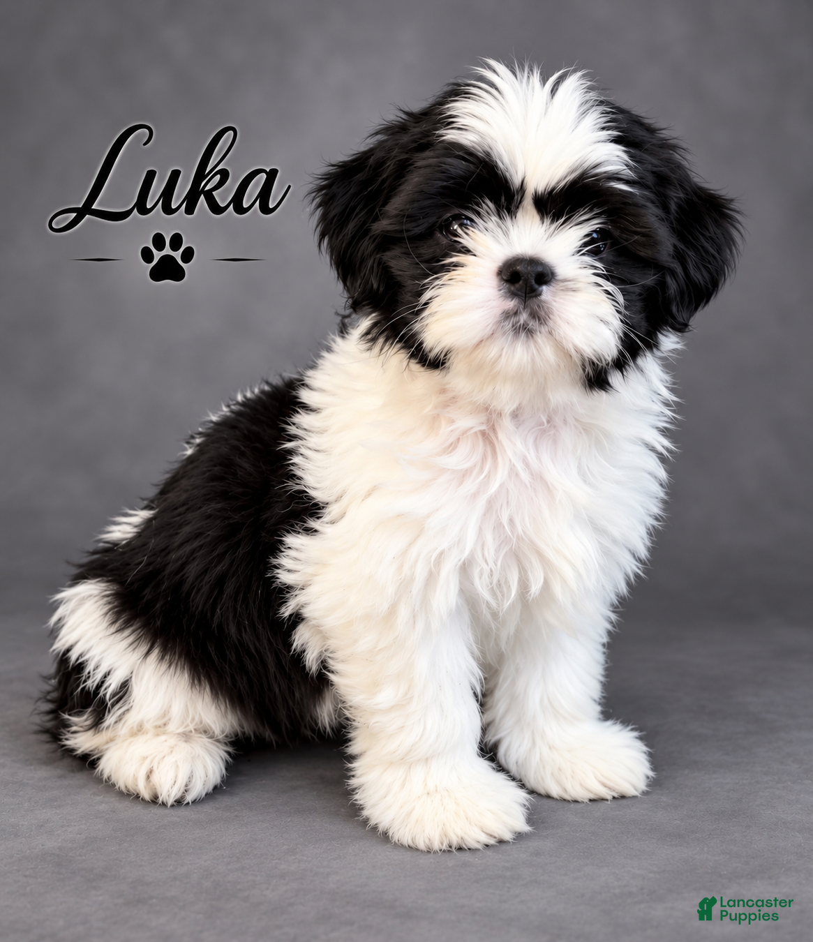 Shih Tzu dogs Luka - Ad 6