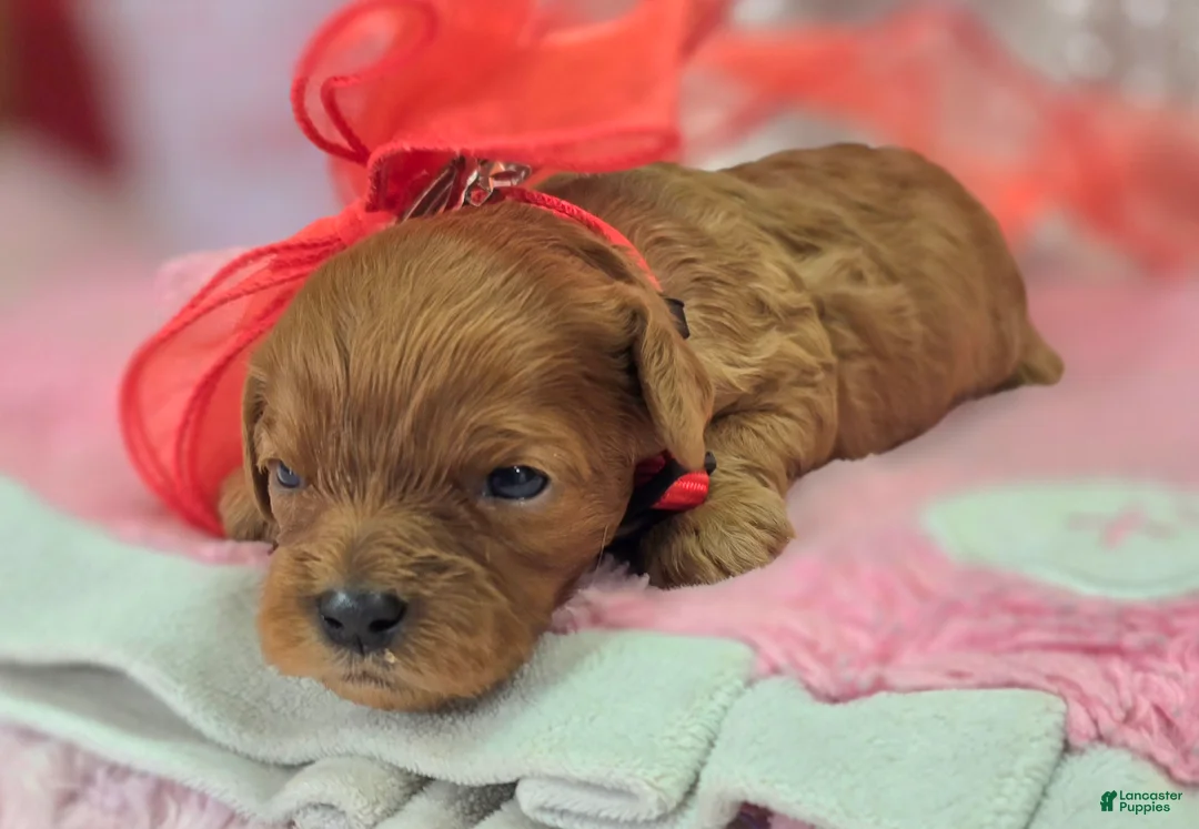 Cavapoo dogs for sale: Garnet - Ad 1