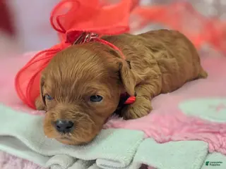 Cavapoo dogs Garnet - Ad 22