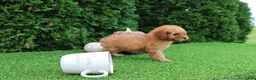 Toy Poodle dogs for sale: Faye - Ad 3