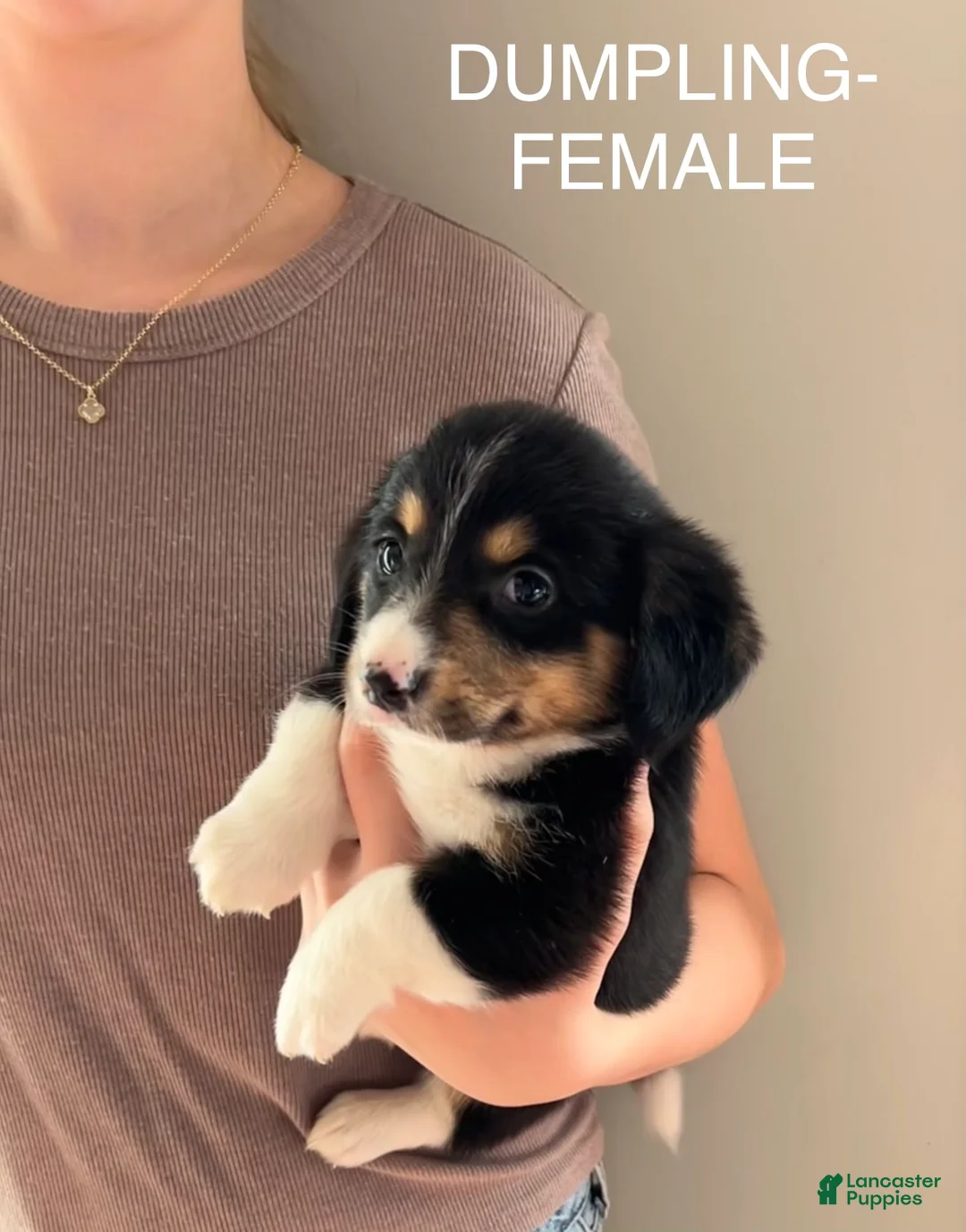 Mixed Breed dogs for sale: Dumpling - Ad 1