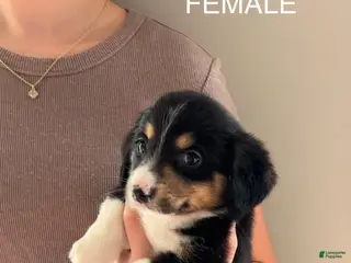 Mixed Breed dogs Dumpling - Ad 22