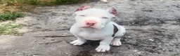 American Bully dogs for sale: American Bully 1 - Ad 5