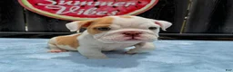 English Bulldog dogs for sale: Boby  - Ad 5