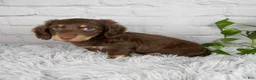 Miniature Dachshund dogs for sale: Cleo - Ad 3