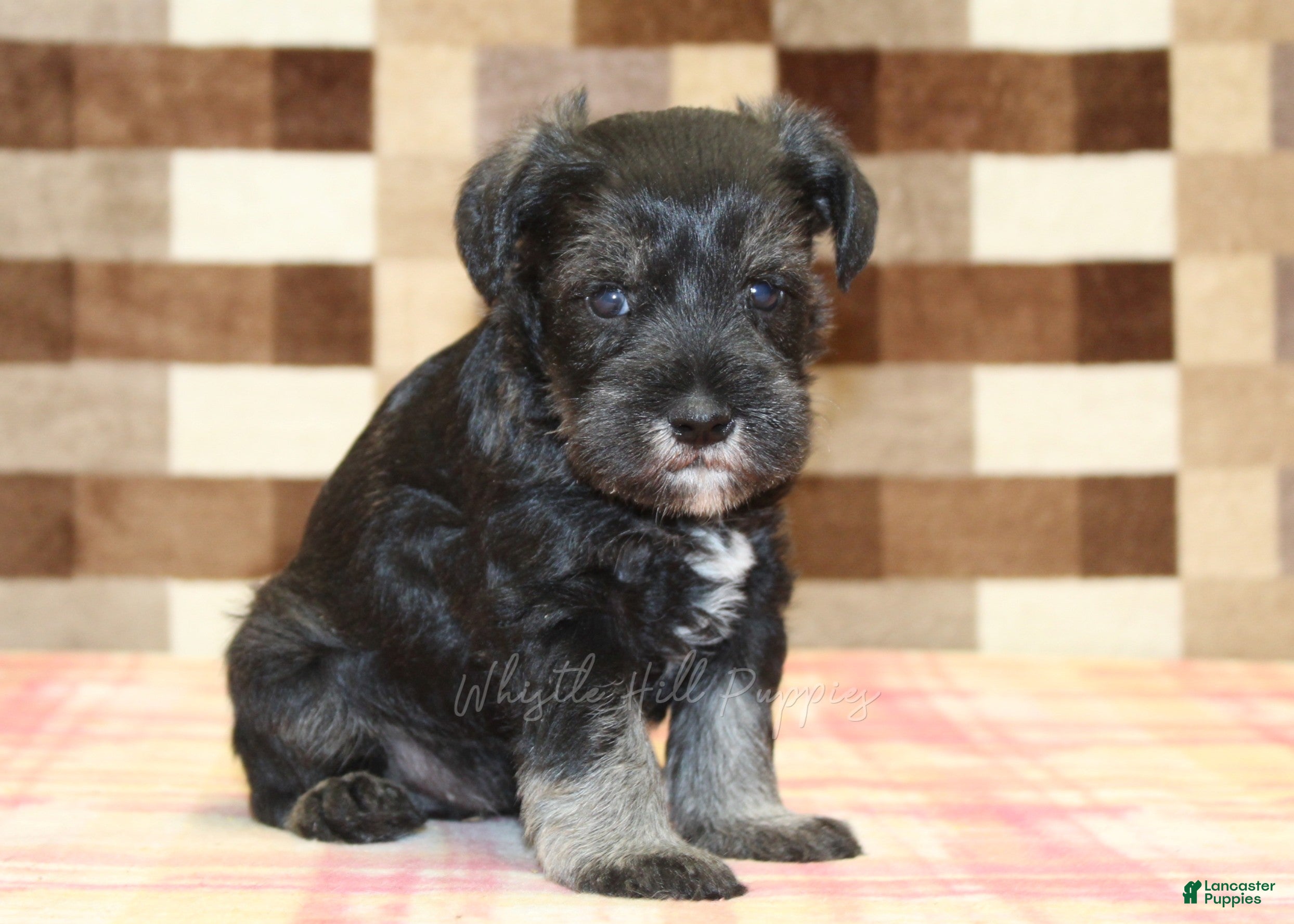 Miniature Schnauzer dogs for sale: Lucky - Ad 1