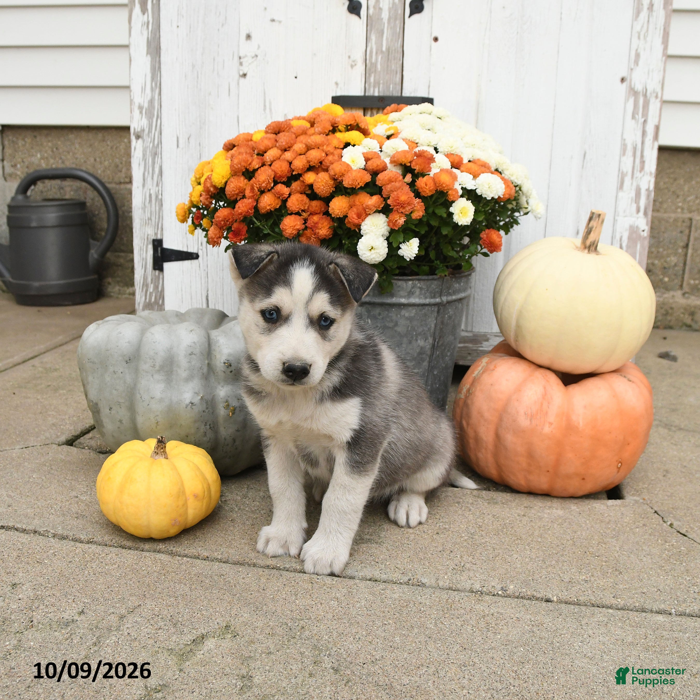 Mixed Breed dogs for sale: Dodge  - Ad 1