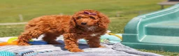 Miniature Labradoodle dogs for sale: Tonya - Ad 4