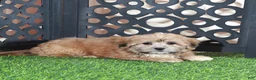 Shorkie dogs for sale: Apple Beautiful Female Shorkie Puppy - Ad 4