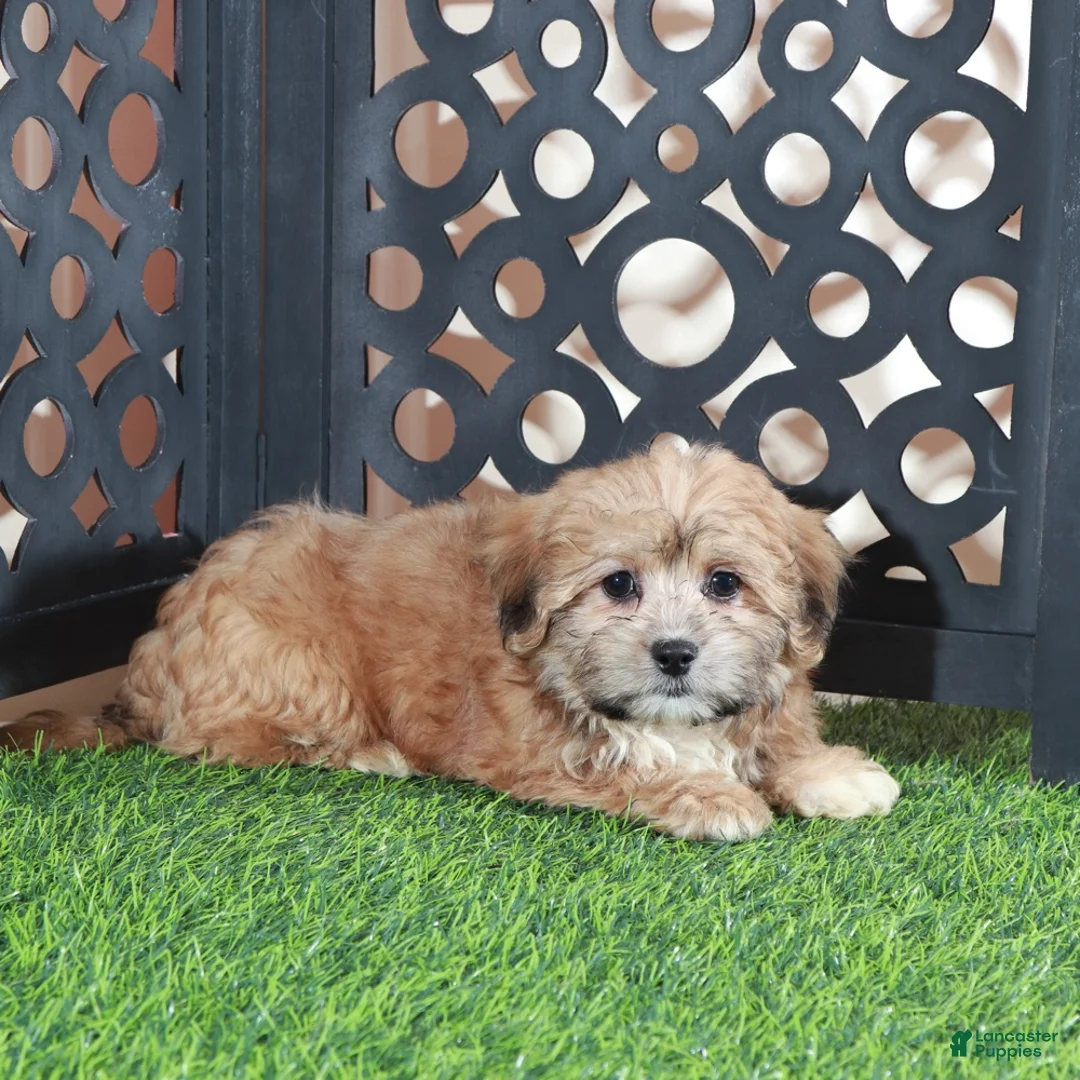 Shorkie dogs for sale: Apple Beautiful Female Shorkie Puppy - Ad 4