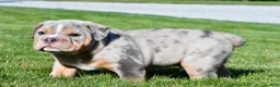 Beabull dogs for sale: Tucker - Ad 4