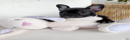 French Bulldog dogs for sale: Amara - Ad 11