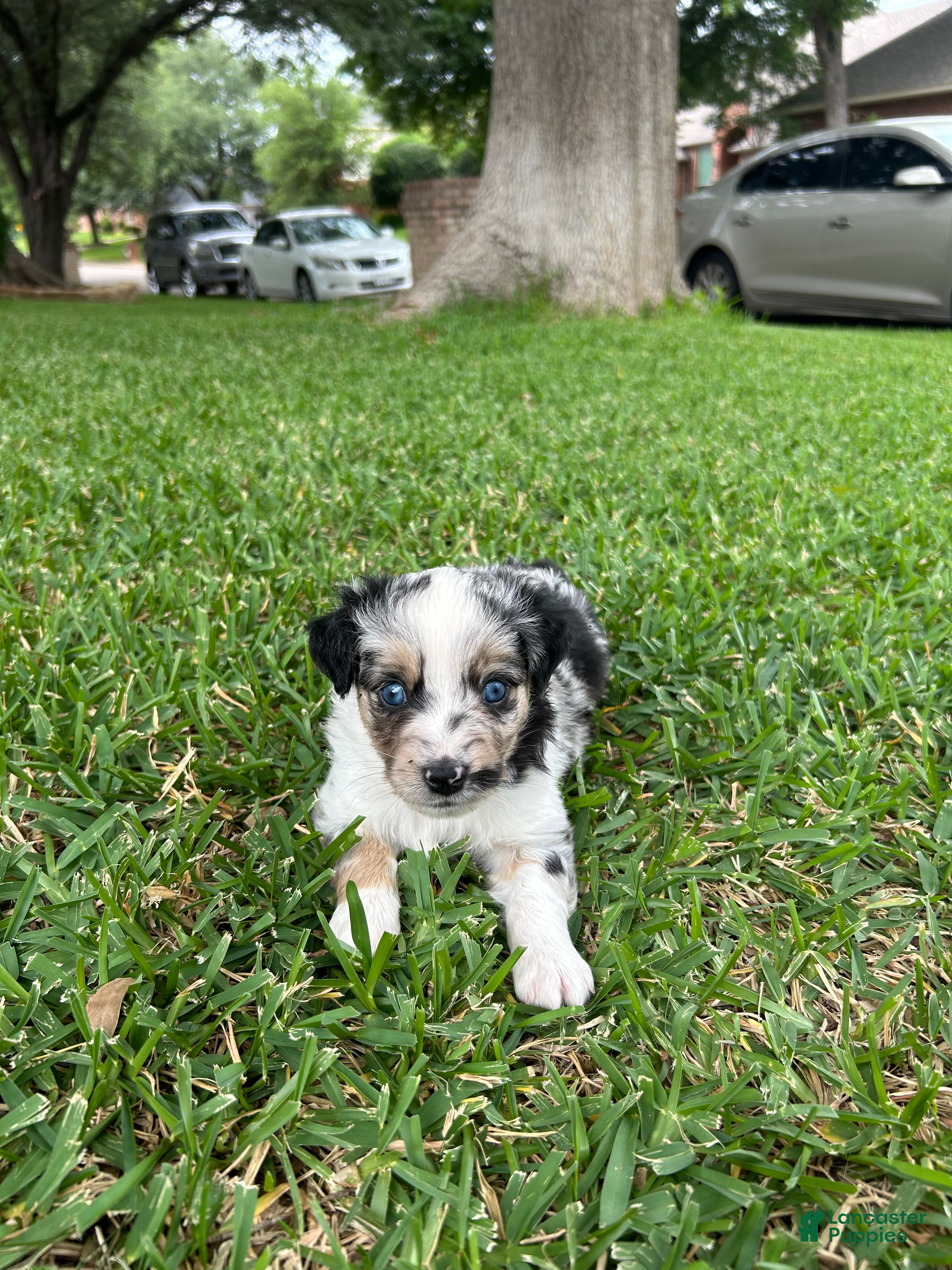 Miniature Australian Shepherd dogs for sale: Montana - Ad 6