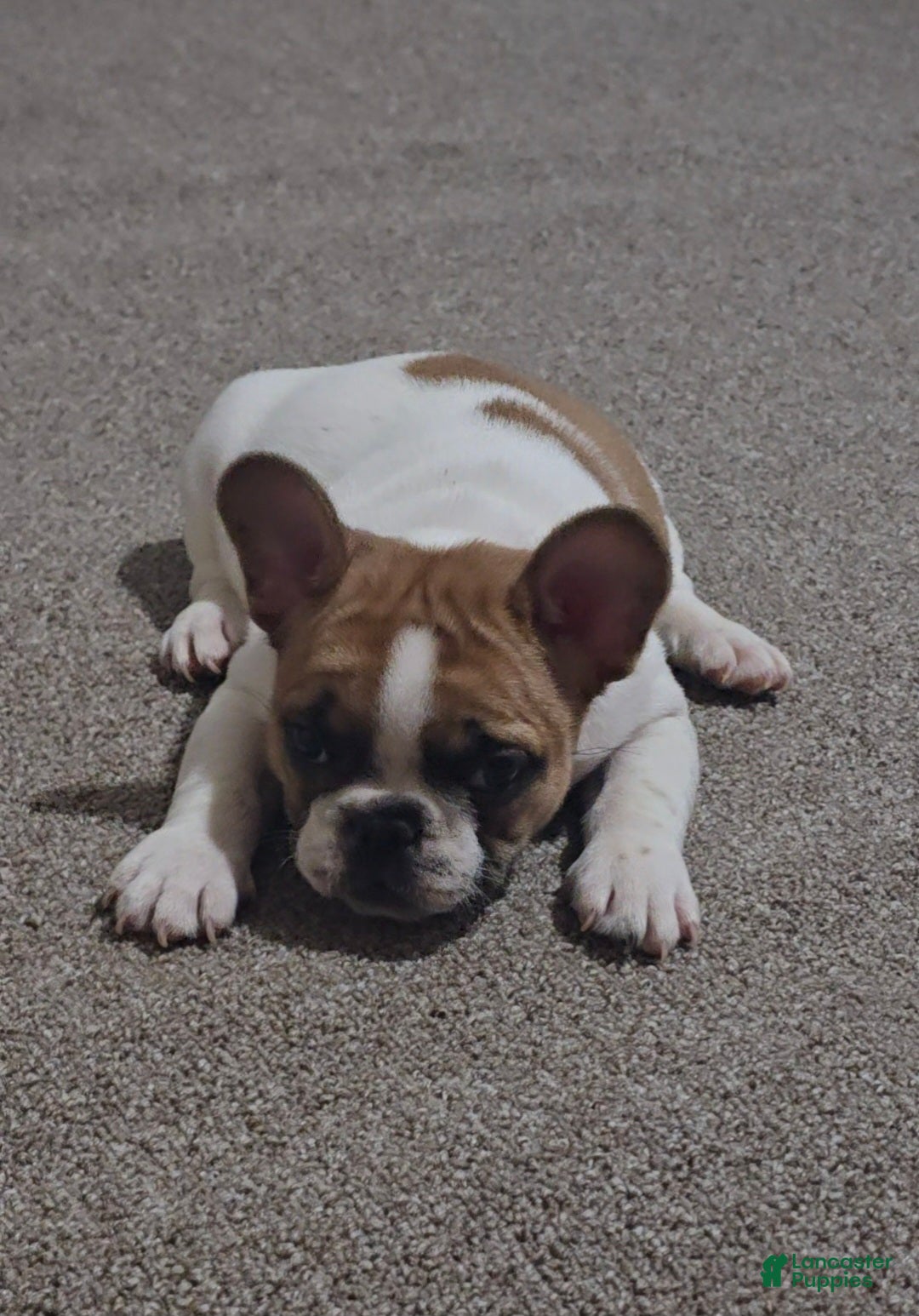 French Bulldog dogs for sale: French Bulldog Puppy 1 - Ad 14