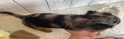 Miniature Dachshund dogs for sale: Lincoln  - Ad 13