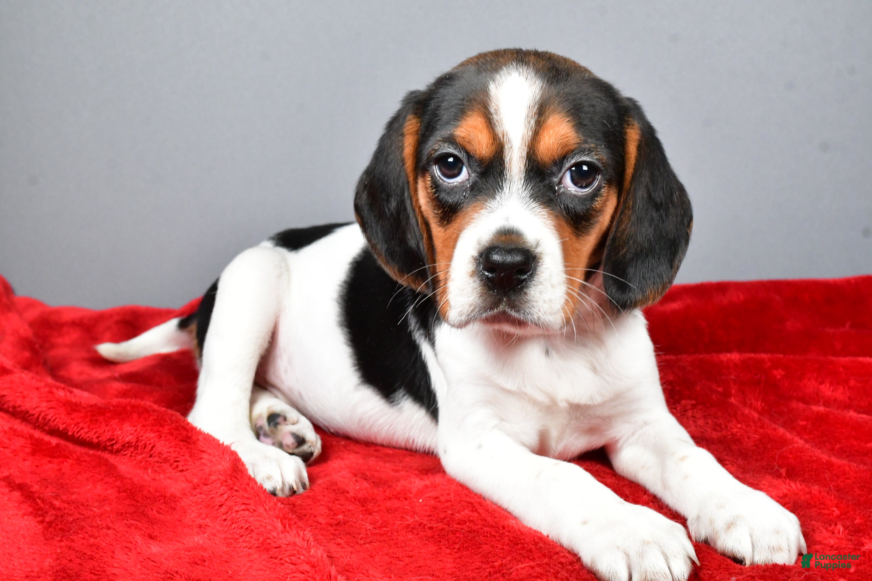 Beagle dogs Peggy - Ad 1