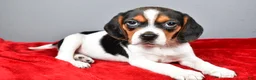 Beagle dogs for sale: Peggy - Ad 1