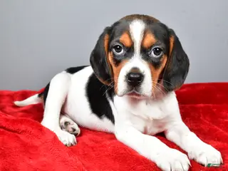 Beagle dogs for sale: Peggy - Ad 1