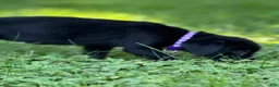 Labrador Retriever dogs for sale: Labrador Retriever 1 - Ad 15
