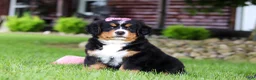 Bernese Mountain Dog dogs for sale: Suzie - Ad 6