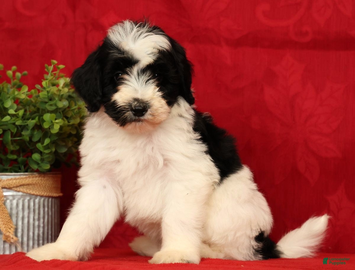 Mini Sheepadoodle dogs Max - Ad 1