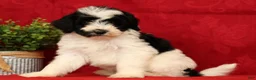 Mini Sheepadoodle dogs for sale: Max - Ad 1