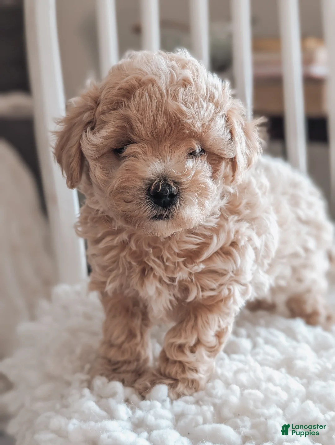 Maltipoo dogs for sale: Jenna - Ad 4