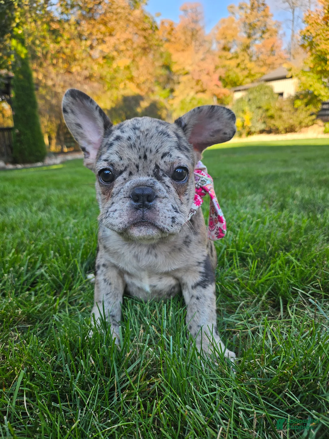French Bulldog dogs for sale: Sammy - Ad 1