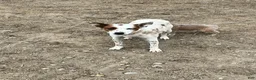 Australian Cattle Dog dogs for sale: Roner - Ad 1