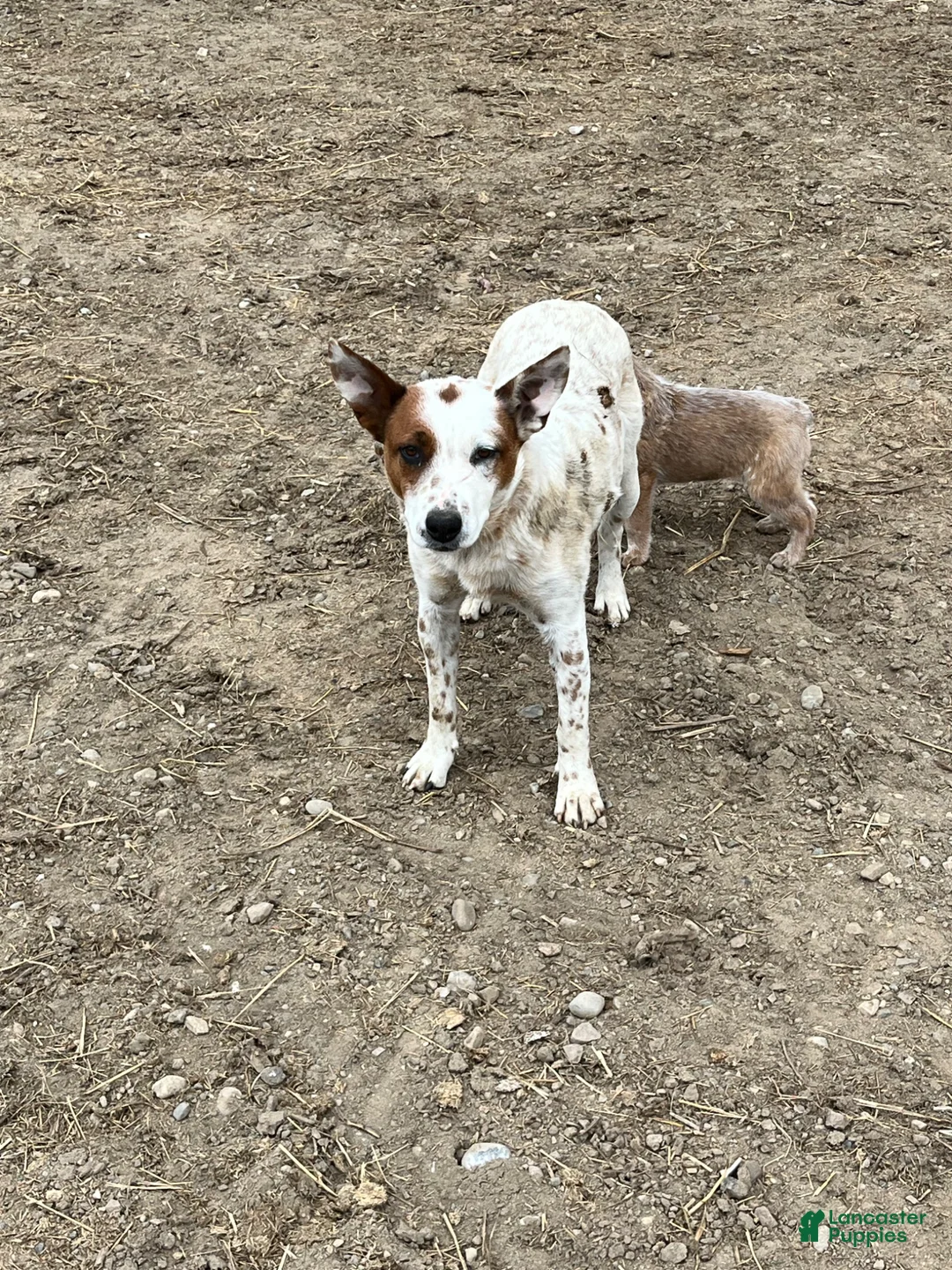 Australian Cattle Dog dogs for sale: Roner - Ad 1