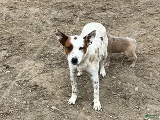 Australian Cattle Dog dogs Sasha - Ad 2