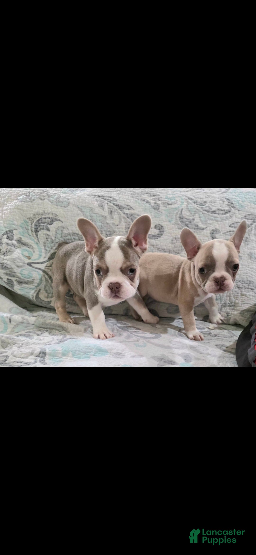 French Bulldog dogs Chanel - Ad 2