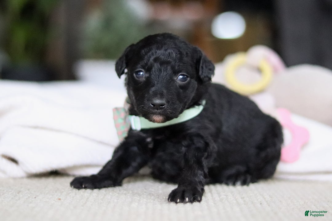 Mixed Breed dogs for sale: Shadow - Ad 6