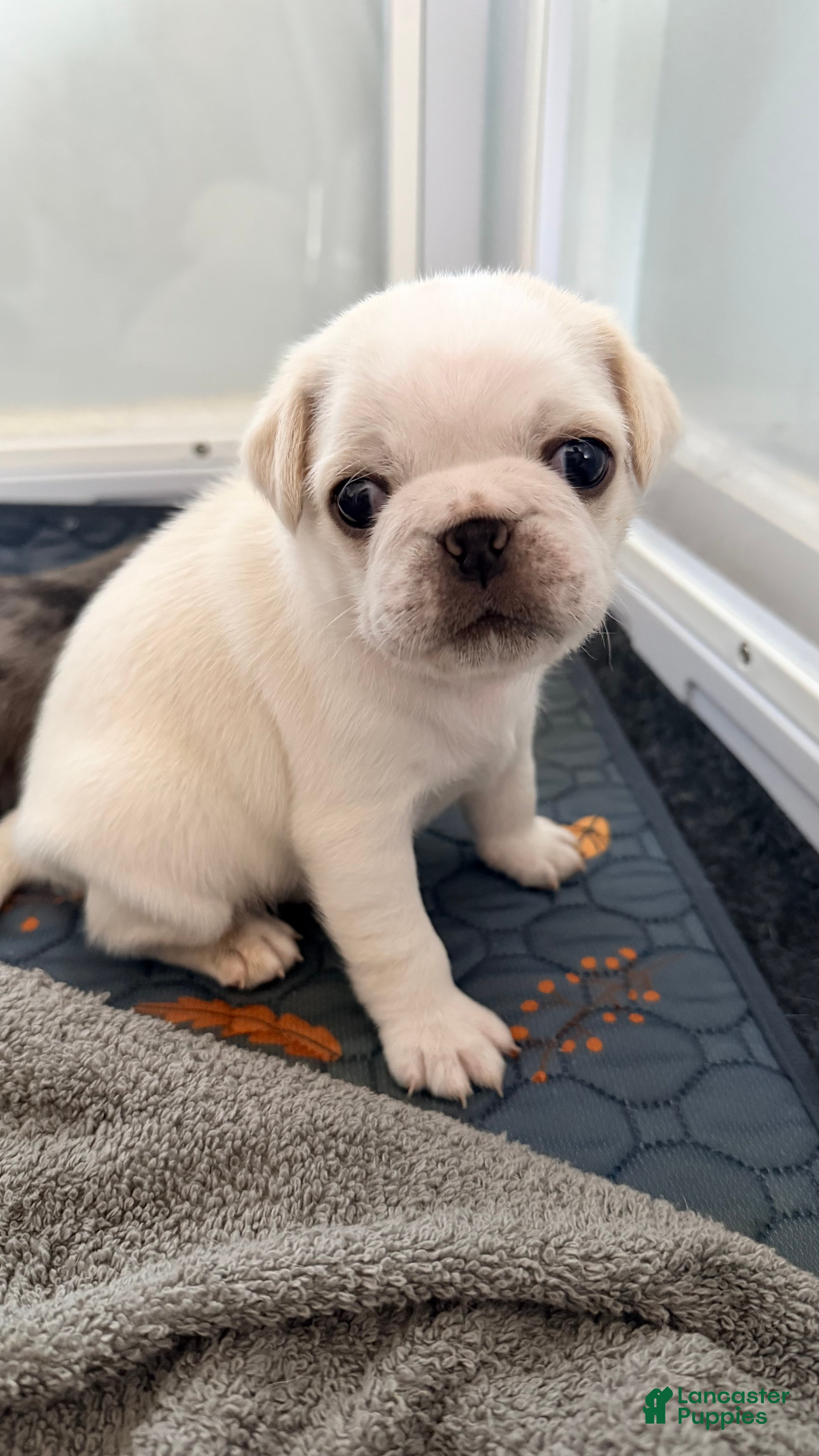 Pug dogs cookie dough - Ad 1