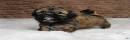 Shih Tzu dogs for sale: Bailey - Ad 5