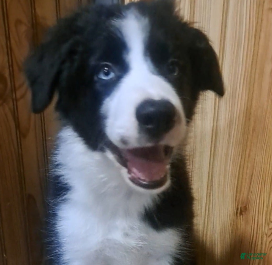 Border Collie dogs Border Collie 1 - Ad 1