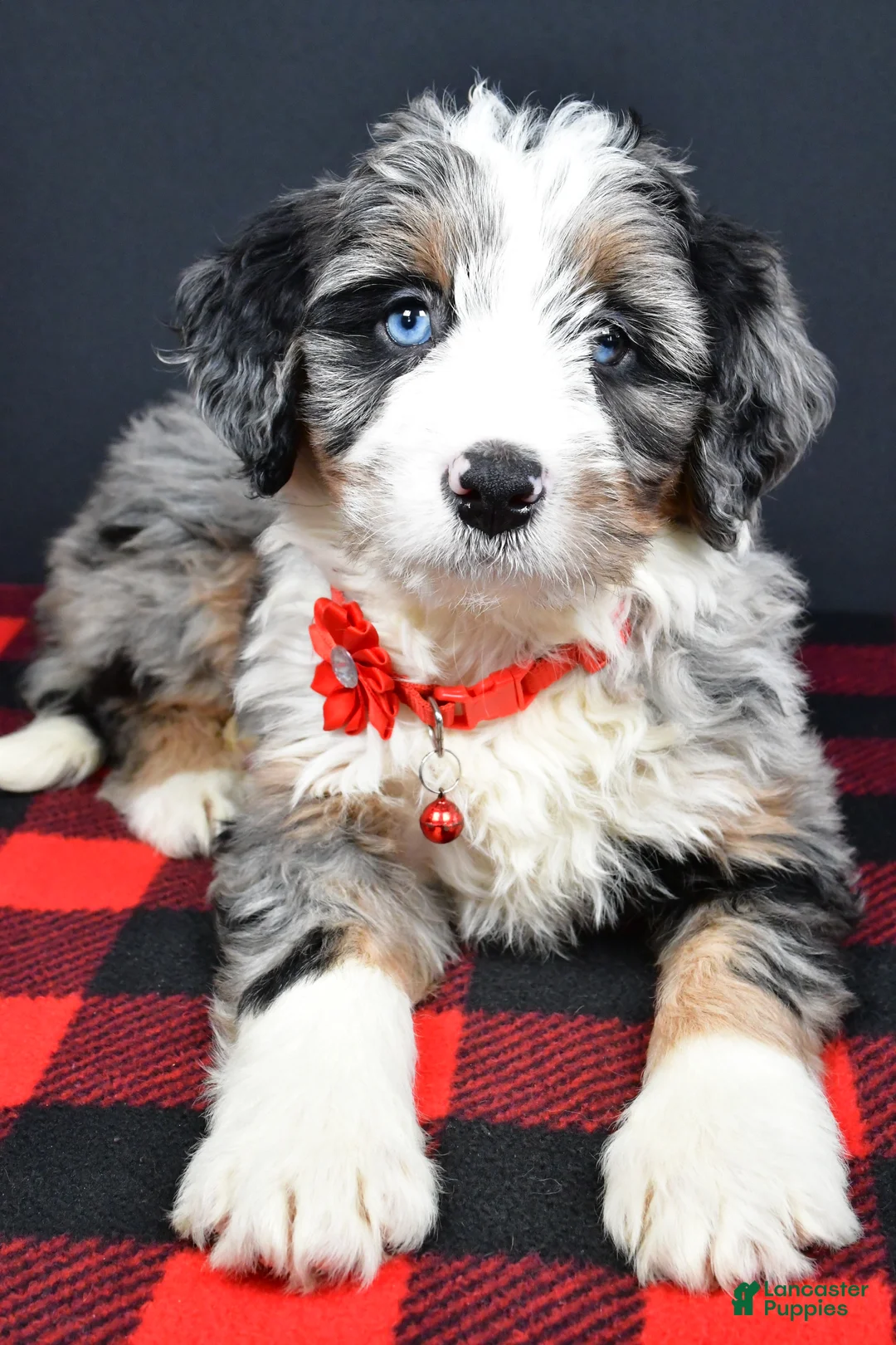 Mini Bernedoodle dogs for sale: Brianna - Ad 2